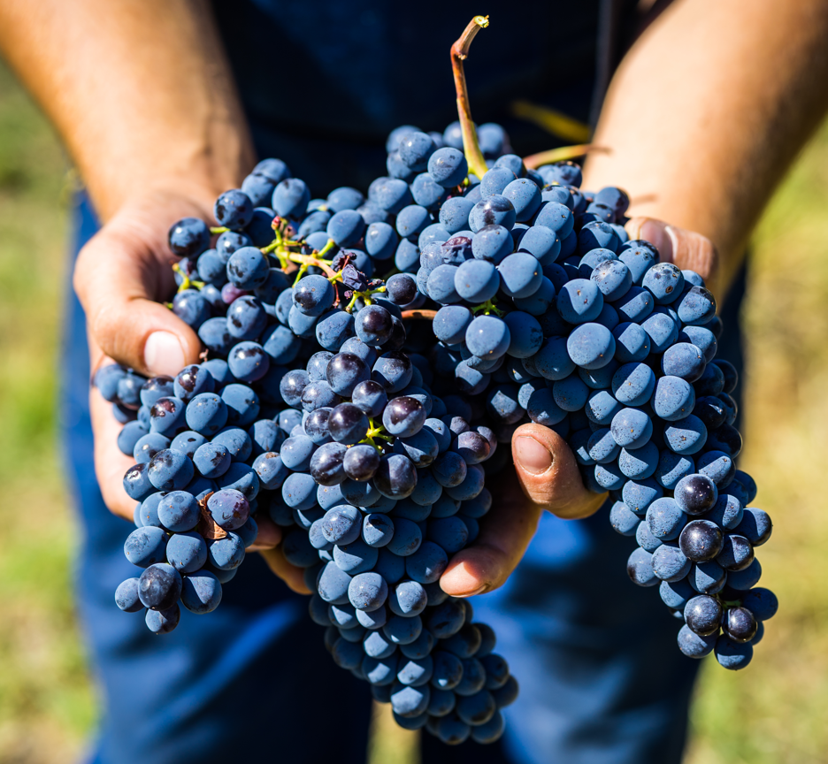 vini umbria gambero rosso