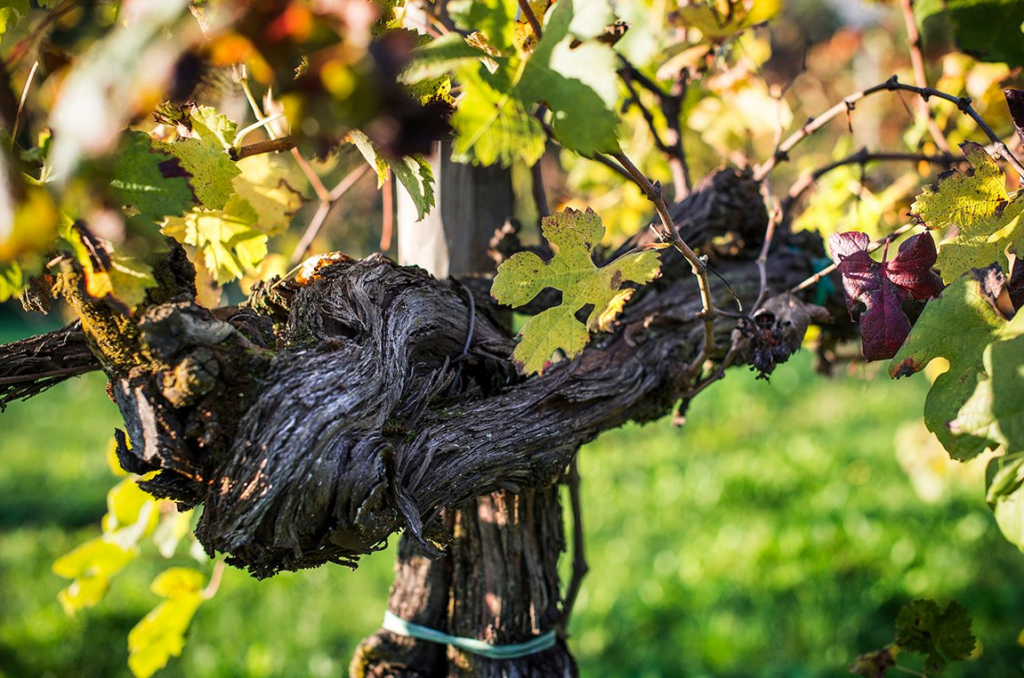 Vistorta al Merano WineFestival 2026