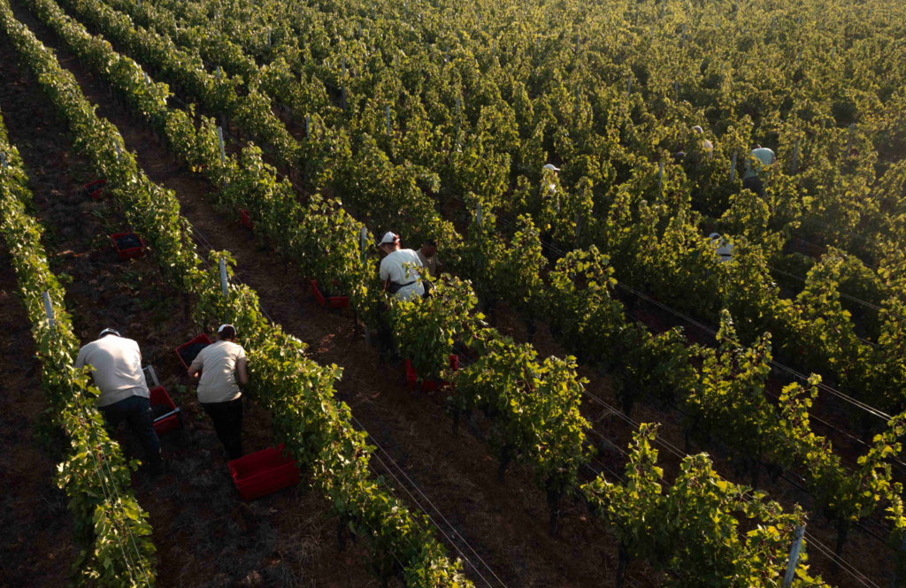 vendemmia monteverro