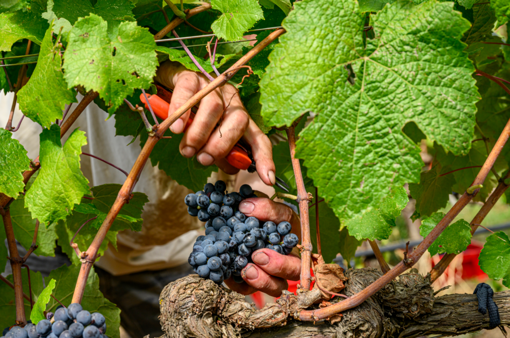 vendemmia monteverro