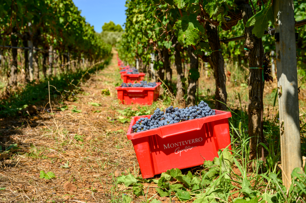 vendemmia monteverro