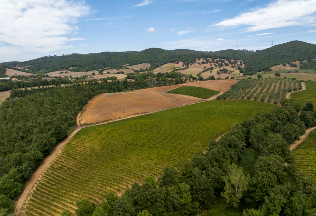 qualità vini della maremma
