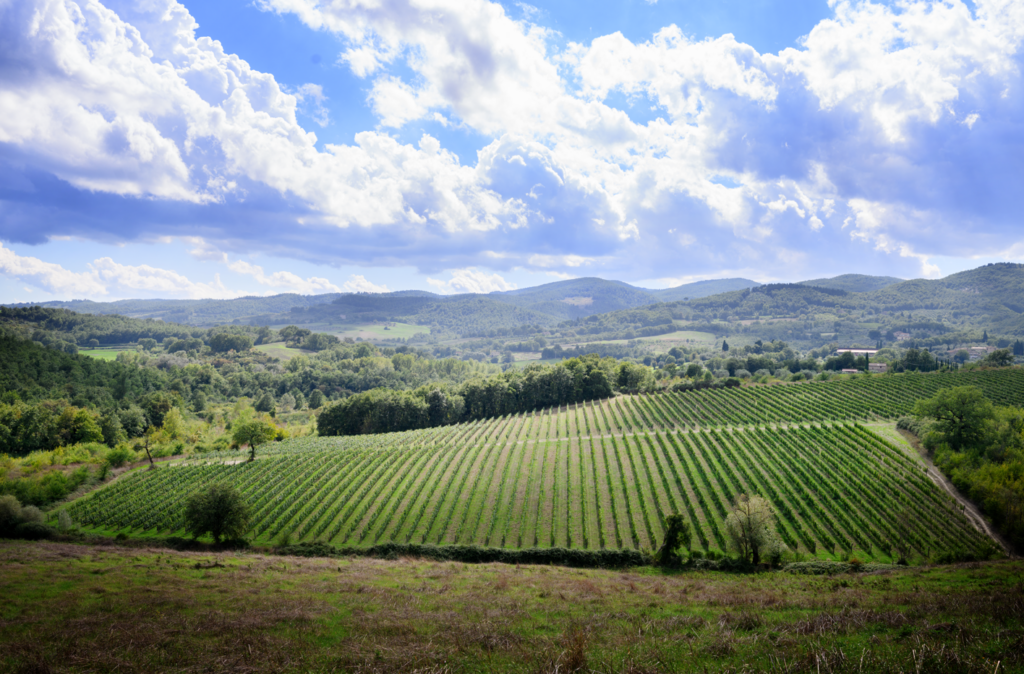 Tenuta Le Forconate