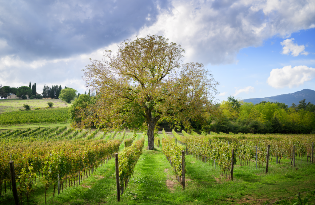 Tenuta Le Forconate