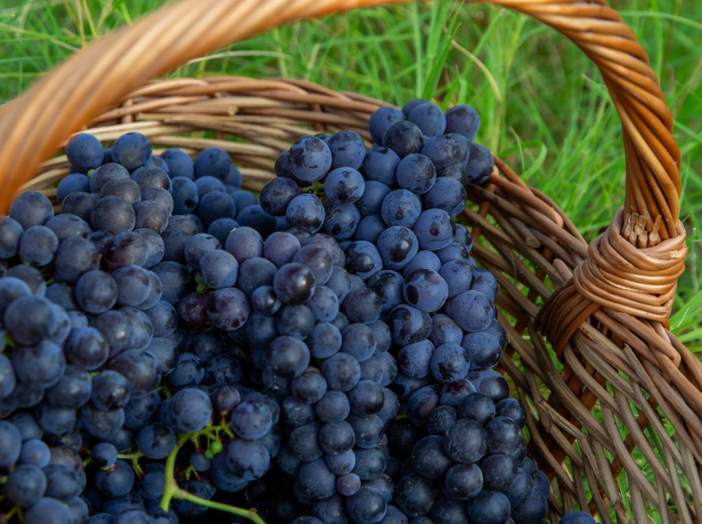 vendemmia 2026 del Consorzio Tutela Vini d’Acqui